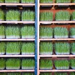 Array of wheatgrass