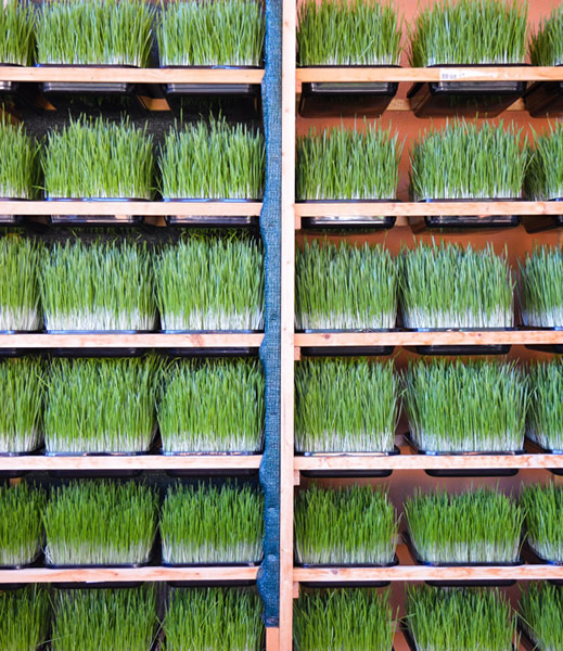 Array of wheatgrass