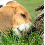 Dog eating wheatgrass