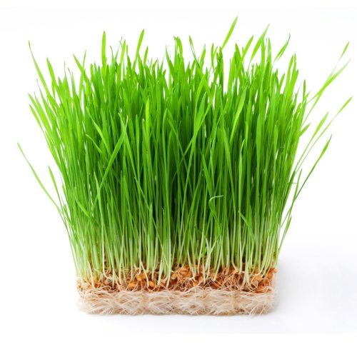 The ultimate guide on how to grow wheatgrass