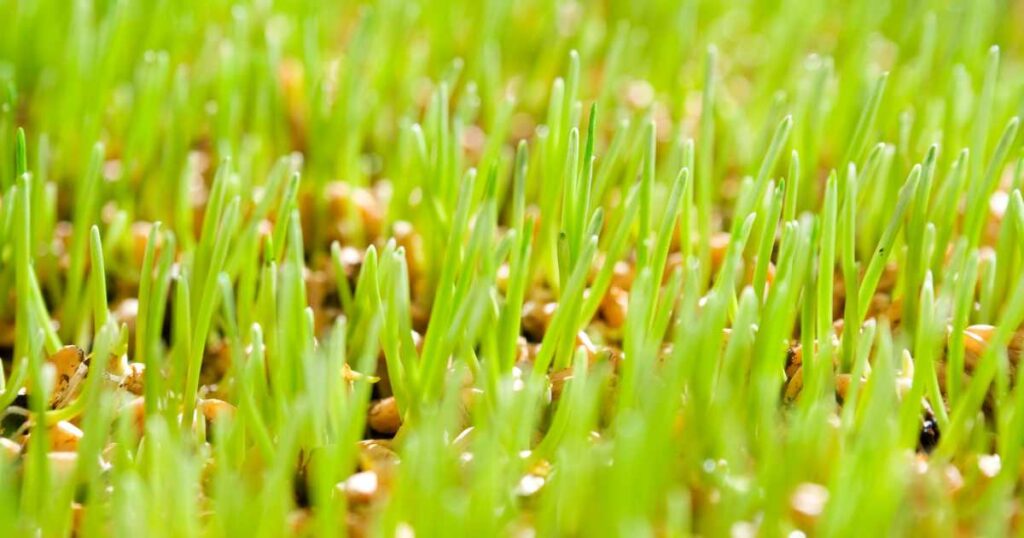 How to grow wheatgrass. Everything you need to know