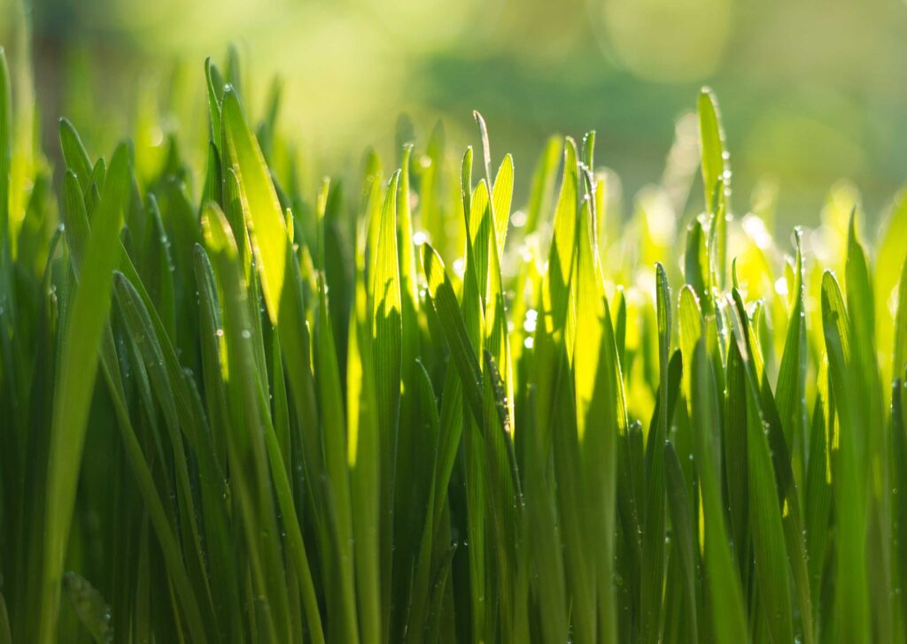 growing wheatgrass at home